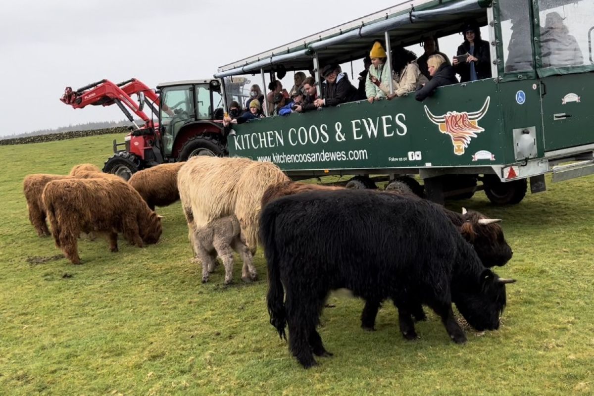 Different-coloured Highland cows on safari tour at Kitchen Coos and Ewes.jpg